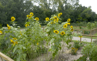 Community Garden